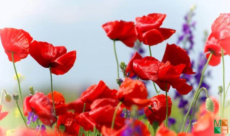 Tranh dán tường hoa poppy tại Ngọc Lâm, Long Biên, Hà Nội FW - 247 Tranh dán tường hoa poppy tại Ngọc Lâm, Long Biên, Hà Nội FW - 247